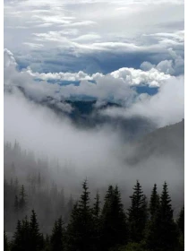 Helleborus liv. Purple Marble - Fiore Group 