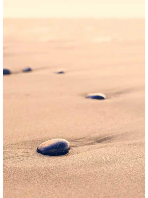 Hydrangea macrophylla 'Nigra' - Marchetti-Costantini e figli s.r.l.