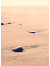 Hydrangea macrophylla 'Nigra' - Marchetti-Costantini e figli s.r.l.