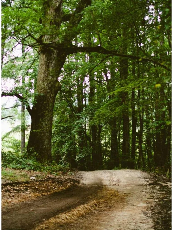 Quam - Ricci, Caruso e Ricci e figli 