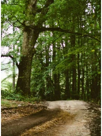 Quam - Ricci, Caruso e Ricci e figli 