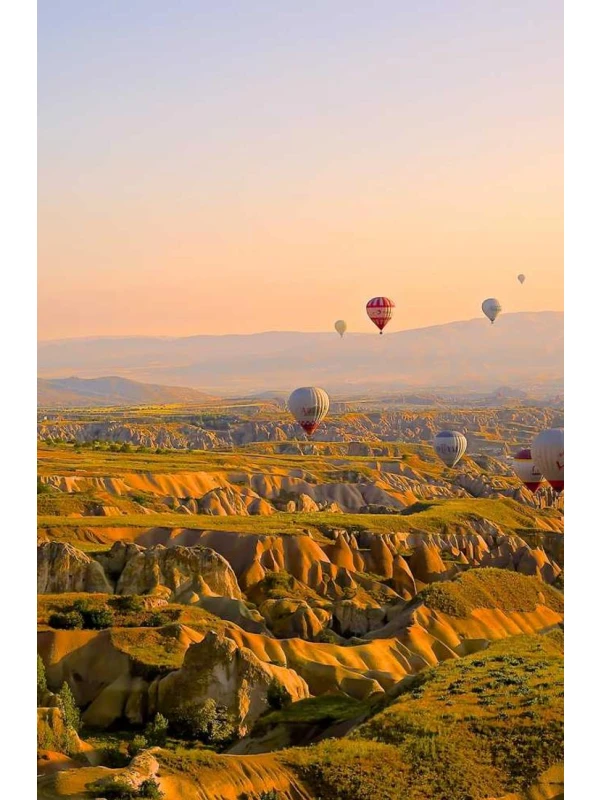 Petunia Surfinia Baby Coral Red - Montanari, Grasso e Ricci SPA e figli