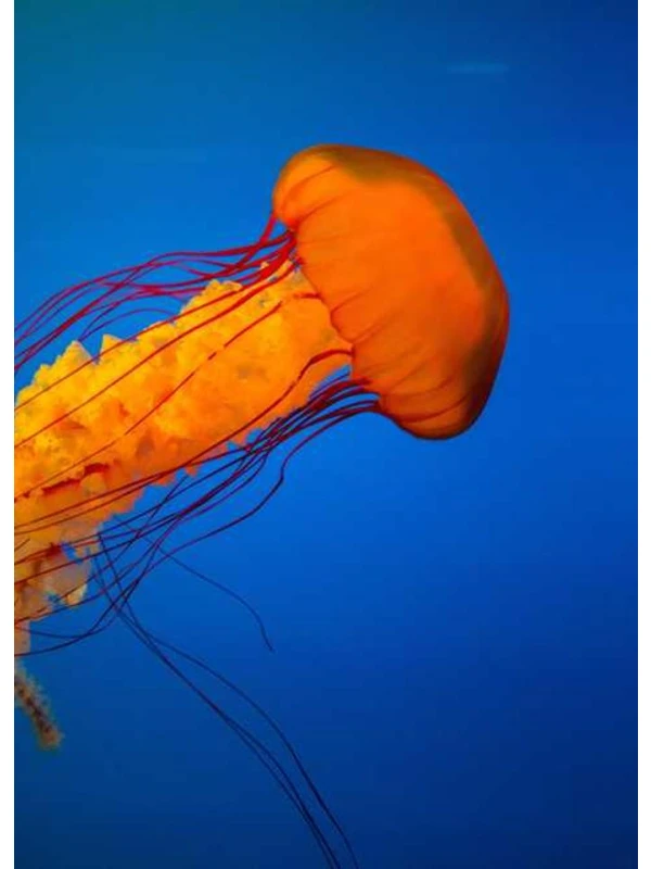 Petunia Surfinia Baby Coral Red - Montanari, Grasso e Ricci SPA e figli