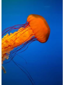 Petunia Surfinia Baby Coral Red - Montanari, Grasso e Ricci SPA e figli