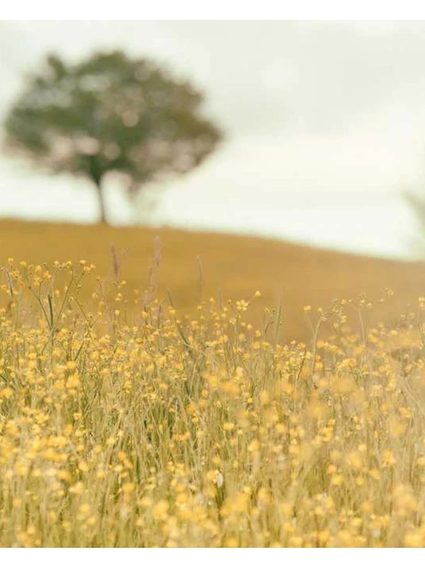 Sunt eligendi sit est - Bianco-Moretti e figli 