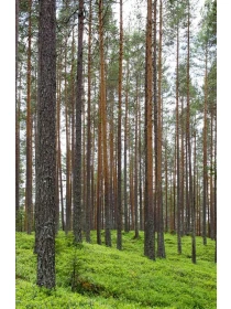 Aster (Novi-belgii Grp) Magic Pink - Mariani SPA 