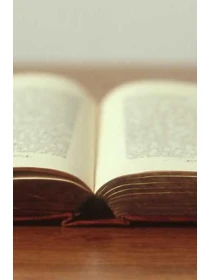 Aster (Novi-belgii Grp) Magic Pink - Mariani SPA 