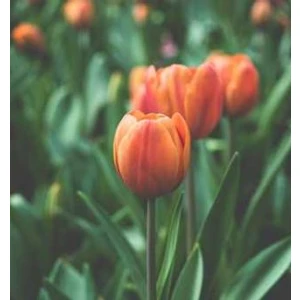 Ferrari-Palmieri SPA SPA