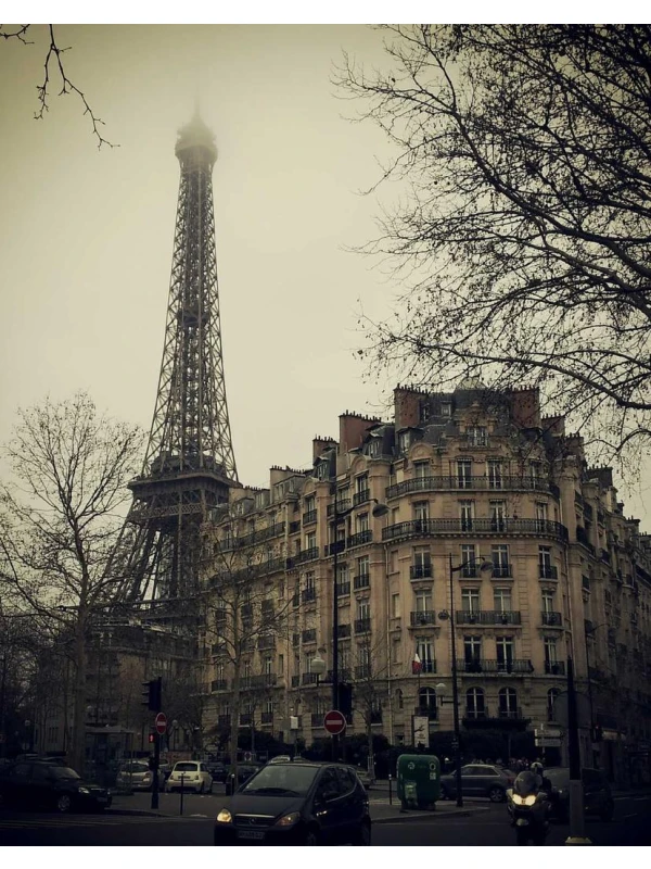 Clematis (Early Large-flowered Grp) 'Bees Jubilee' - Montanari, Grasso e Ricci SPA e figli