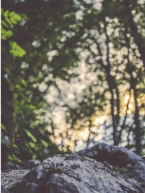 Clematis (Early Large-flowered Grp) 'Bees Jubilee' - Montanari, Grasso e Ricci SPA e figli