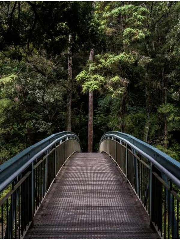 Begonia (Elatior Grp) half gevuld 'Julie' - De Santis-Rossetti e figli 
