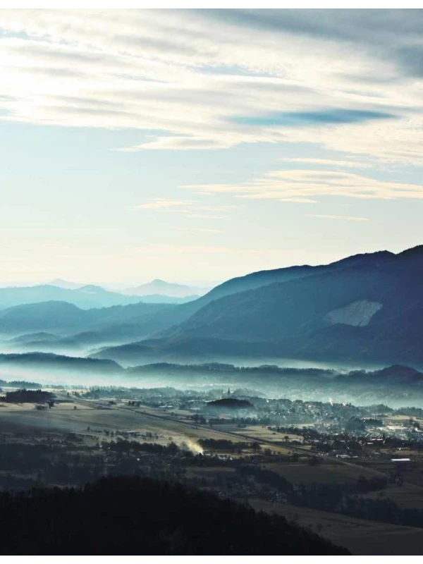 Arr. Kalanchoe tw 20706 assumenda rerum - Palumbo, Bruno e Milani Group 