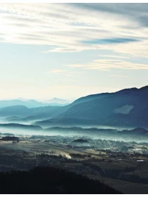 Arr. Kalanchoe tw 20706 assumenda rerum - Palumbo, Bruno e Milani Group 