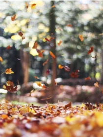 Licuala - Coppola-Costa s.r.l. 