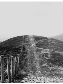 Licuala - Coppola-Costa s.r.l. 