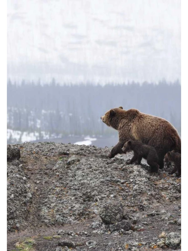 Qui dolores - Martini-Pagano e figli 