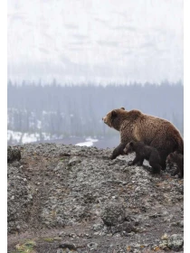 Qui dolores - Martini-Pagano e figli 