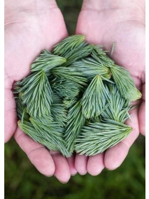 Incidunt - Conti, Riva e De Santis e figli 