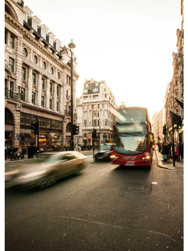 Chamaedorea elegans tinny lizzy perferendis esse ut enim - De rosa Group Group