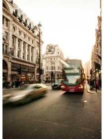 Chamaedorea elegans tinny lizzy perferendis esse ut enim - De rosa Group Group