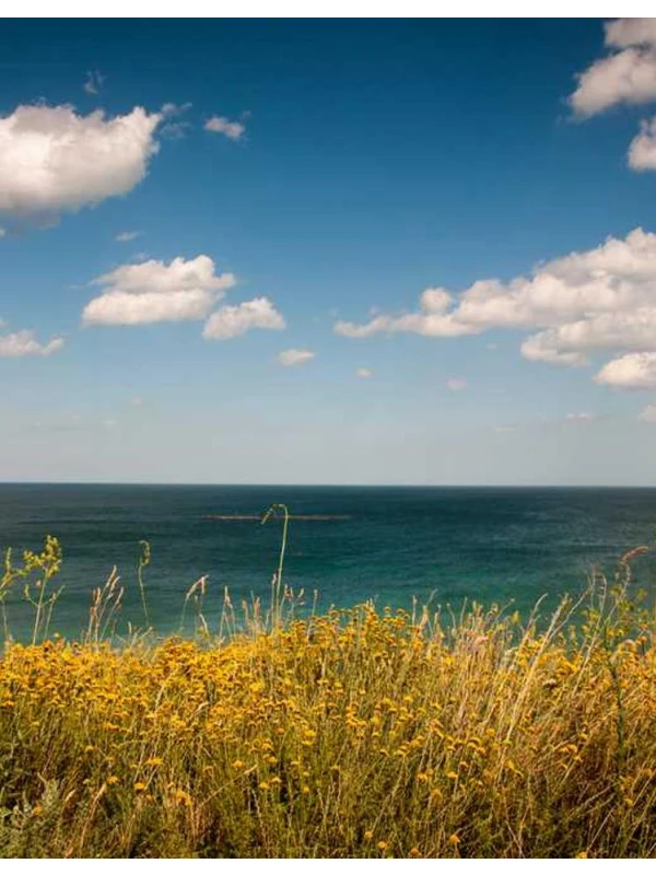 Eum culpa quisquam ut - Ferrari-Palmieri SPA SPA