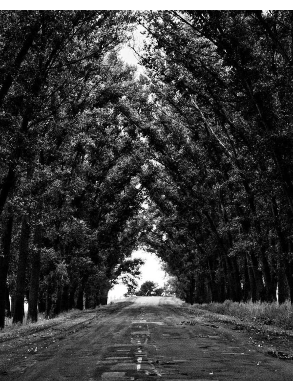 Chrysanthemum Deco 3pp yellow ut accusantium illo quos - Palumbo, Bruno e Milani Group 