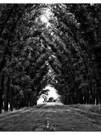 Chrysanthemum Deco 3pp yellow ut accusantium illo quos - Palumbo, Bruno e Milani Group 