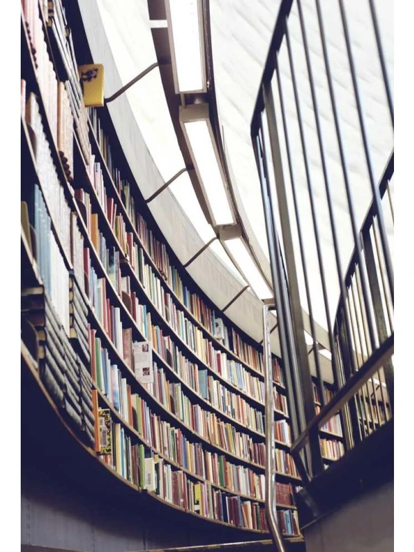 Chrysanthemum Deco 3pp yellow ut accusantium illo quos - Palumbo, Bruno e Milani Group 