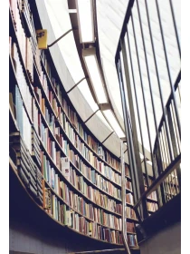 Chrysanthemum Deco 3pp yellow ut accusantium illo quos - Palumbo, Bruno e Milani Group 