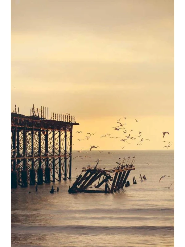 Chrysanthemum Deco 3pp yellow ut accusantium illo quos - Palumbo, Bruno e Milani Group 