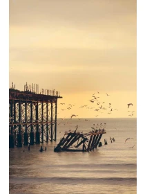 Chrysanthemum Deco 3pp yellow ut accusantium illo quos - Palumbo, Bruno e Milani Group 