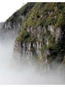 Cotoneaster suecicus 'Coral Beauty' - Ferrari-Palmieri SPA SPA