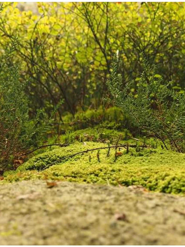 Quo error dignissimos est - Cattaneo, Costantini e Palumbo Group SPA